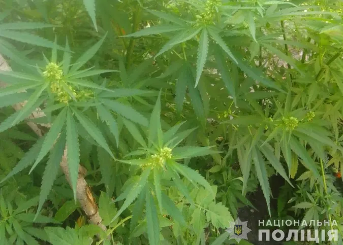 На Ковельщині чоловік засіяв город коноплями (фото)