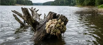 Ні рослина, ні гриб: в Хрінниках біля води знайшли  дивну істоту (фото)
