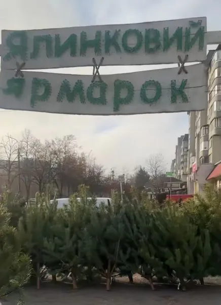 У Луцьку вже продають живі ялинки і сосни (ціни)