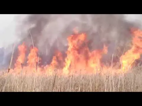 Волинські лісівники два дні гасили пожежу (відео)