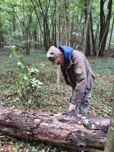 Від загибелі врятували сім'ю диких бджіл у «Цуманській пущі» (фото)