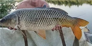 На Рівненщині рибалка витягнув з водойми гігантського коропа (фото)