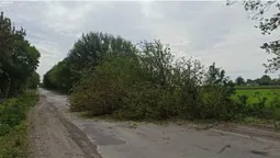 У Луцькому районі дерево впало на дорогу (фото)