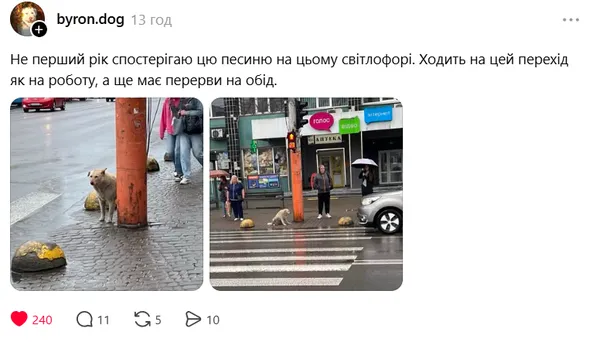 Гавкає вибірково і щодня на зміні: у Луцьку біля «Променя» чергує Білочка (фото)