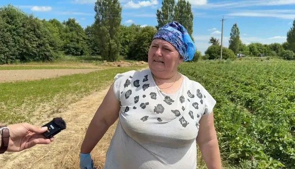 «Полуничний рай» Волині: у селі Хорохорин триває сезон збору ягід (фото, відео)