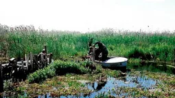 Розчищали річки і рятували гоголів: як відроджували парк «Прип'ять-Стохід» (фото)