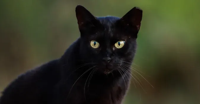 Скільки часу потрібно котам, щоб вас забути