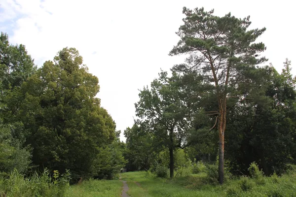 Гніздо посеред Луцька: як болотиста заплава стала «Пташиним гаєм» (фото)