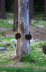 Найкумедніші фото тварин 2019: обрали 40 фіналістів (фото)