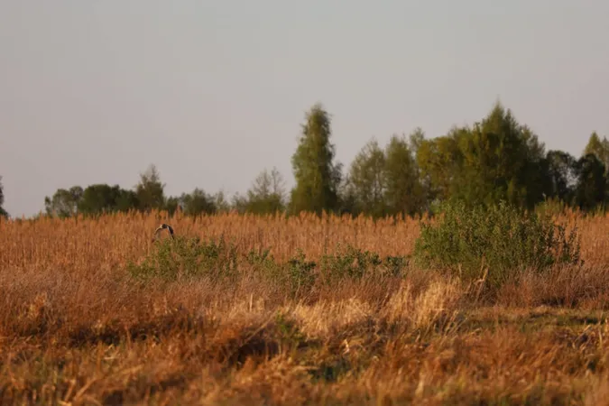 На Волині в заплавах річок та озера помітили червонокнижних птахів (фото)