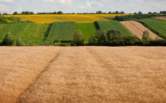 Біля Луцька в підприємця хочуть забрати землю, бо він за неї не платить