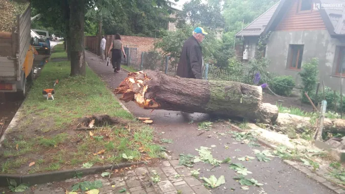 У Луцьку на Клима Савури під час грози впало дерево та зірвало лінію електропередач (фото)