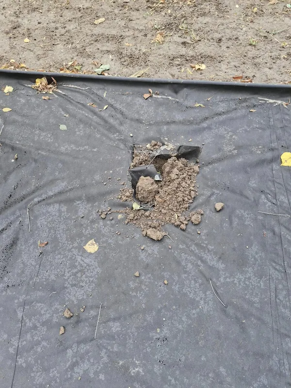 У Луцьку біля дитячої поліклініки знову покрали троянди: цього разу майже десяток кущів (фото)