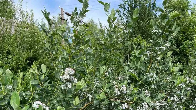 У лісах Волині росте феноменальна рослина, яка подовжує життя