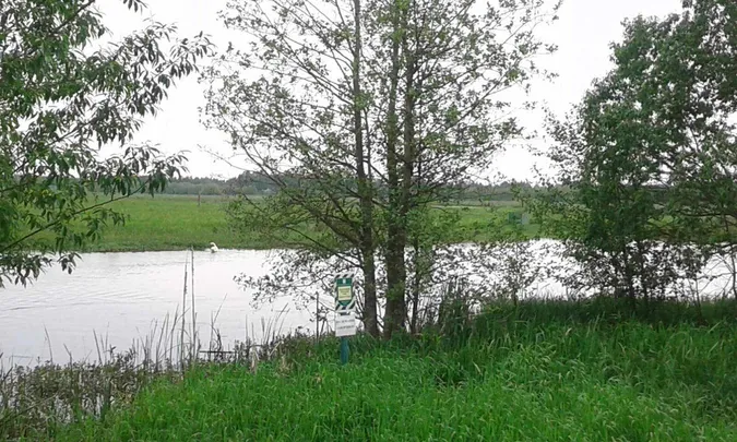 На Волині врятували травмованого лебедя (фото)