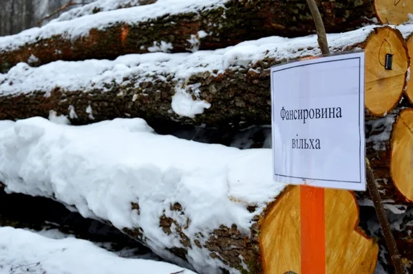 Лісоповал по-волинськи: лісівники показали особливості роботи (фото)