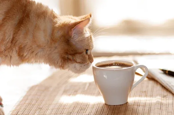 ☕️ Доброго ранку в п'ятницю: веселі побажання гарного дня і чудових вихідних