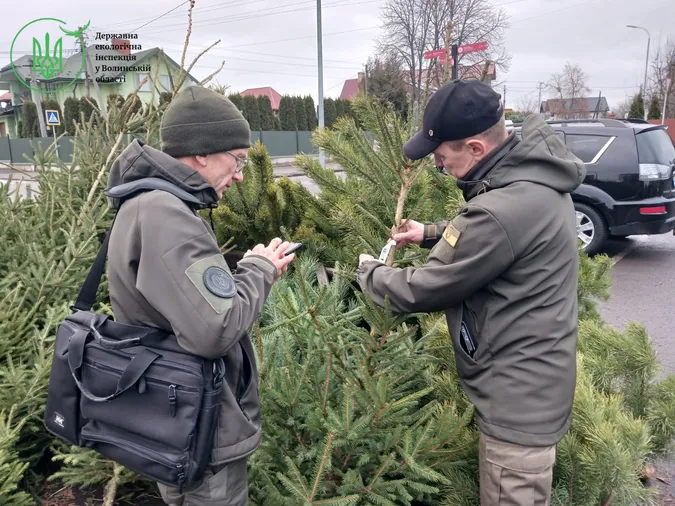 🎄Ялинки-нелегалки: на Волині перевірили точки продажу святкових деревець