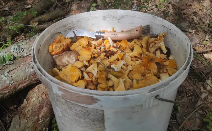 У селі під Луцьком чоловік зібрав відро лисичок (фото)