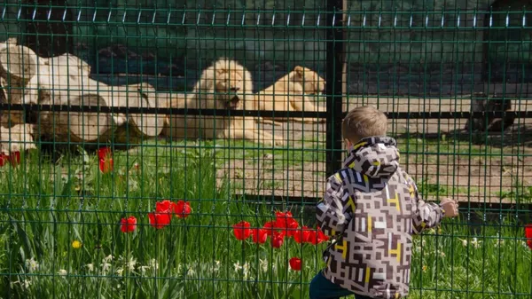 В Одесі харківські леви вперше вийшли на публіку після евакуації (фото)