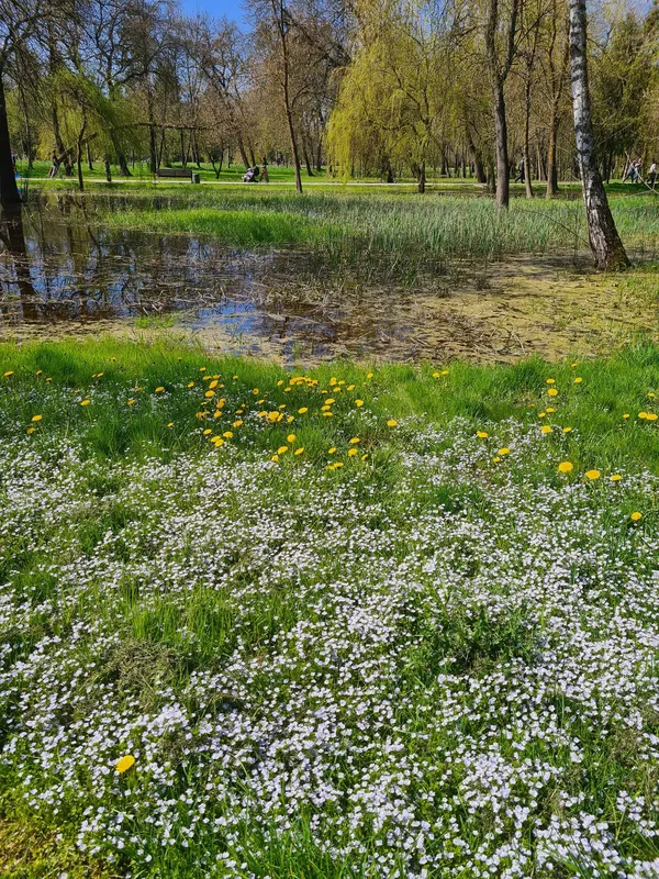 Весняний Луцьк: показали фото заквітчаного міста