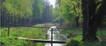 Колись їх винищили, а тепер вони знову ходять лісами: де на Волині живуть тварини-велетні вагою до тонни (фото)