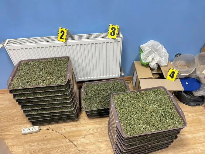 Масштаби плантацій марихуани вражають: волинські слідчі оголосили підозру наркобарону з Полтавщини