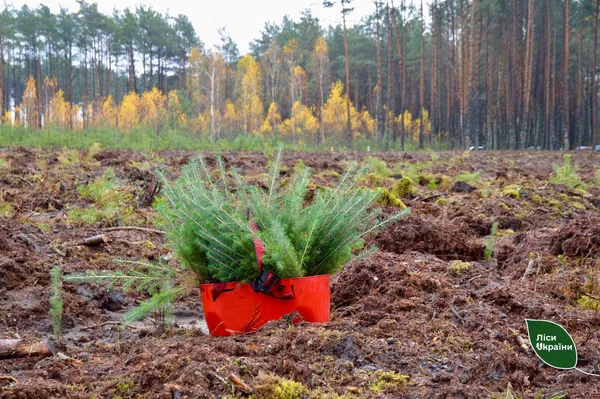 На Волині висадили «Ліс пам’яті» на честь загиблого воїна-лісівника Миколи Курана (фото)