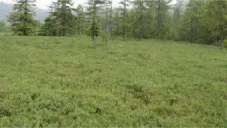 На Волині знайшли рідкісного крихітного хижака з Азії: що відомо (фото)
