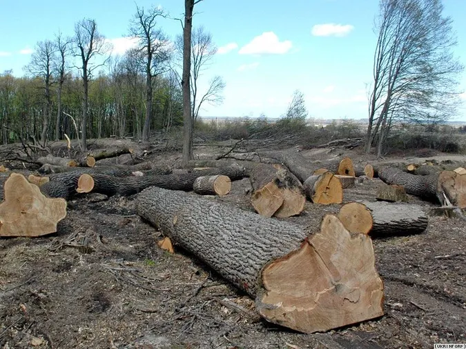 Гунчик пояснив, чому заборонили санітарну вирубку лісів