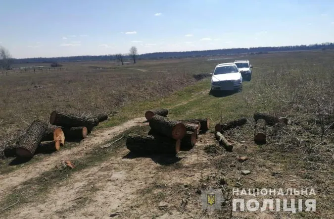 На Волині 19-річний юнак нарубав дерев на 120 тисяч (фото)