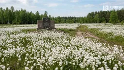 На Трохимброді зацвіли пухівки – поліські ліси вкрилися пуховою ковдрою (фото)
