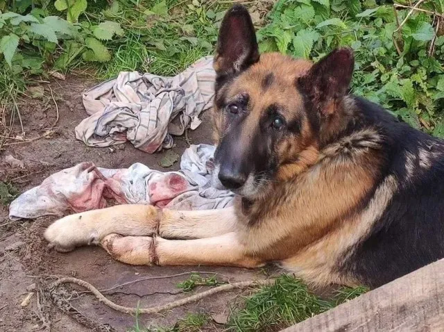 У Ковелі жінка закатувала до смерті свого собаку (фото)