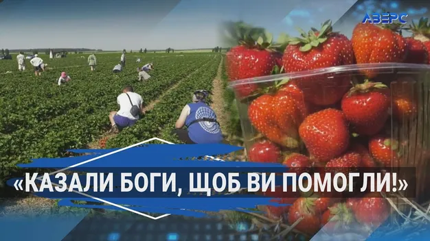 2 000 за день: як та скільки заробляють на полуниці у волинському селі Хорохорин (відео)