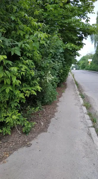 Шприци, пляшки і навіть унітаз: у Луцьку замість стежки – смуга перешкод (фотофакт)