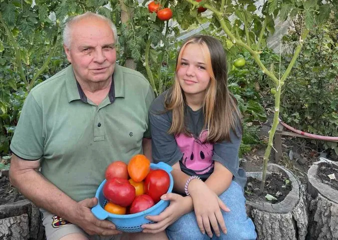 По відру з куща: як лучанин збирає рекордні врожаї помідорів, які вирощує у... пеньках (фото)