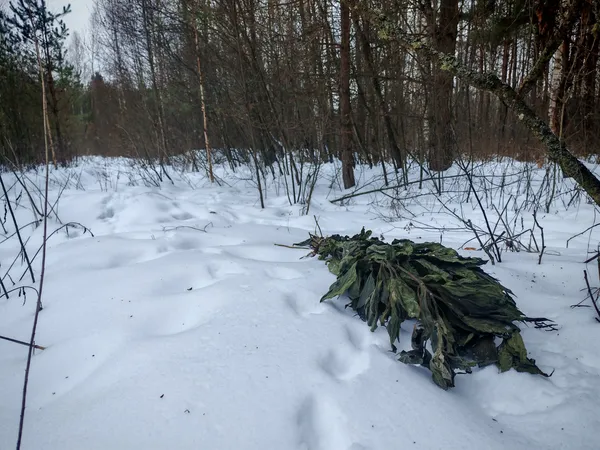 Кормовий віник для тварин