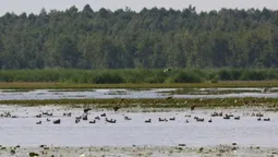 Волинські водойми значно обміліли: чи вплинуло це на кількість водоплавних птахів