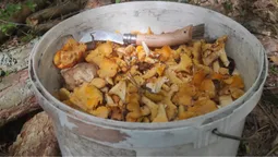 У селі під Луцьком чоловік зібрав відро лисичок (фото)