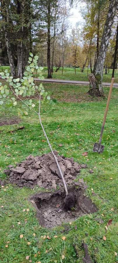 Парки, сквери, вулиці: у Луцькій громаді восени висадили 254 дерева та 285 кущів (фото)