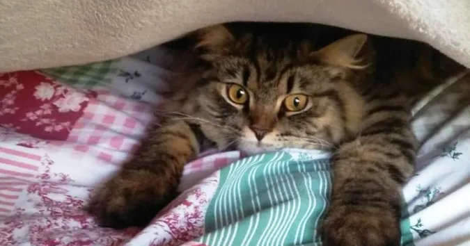 Похмуро : погода у Луцьку на неділю, 15 листопада