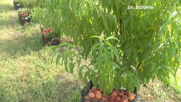 На Волині у персиковому саду зібрали урожай (фото, відео)