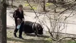 Відео дня: у Києві чоловік на повідку вигулював величезну свиню