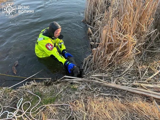 У Нововолинську надзвичайники в гідрокостюмах рятували пса з водяної пастки (фото)