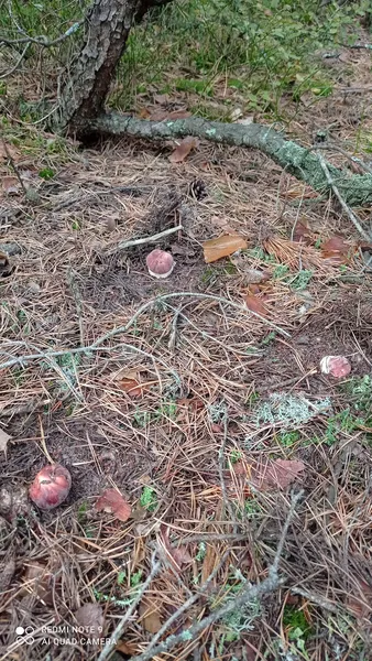 Де у лісах на Волині вже з'явилися «королівські красені» (фото)