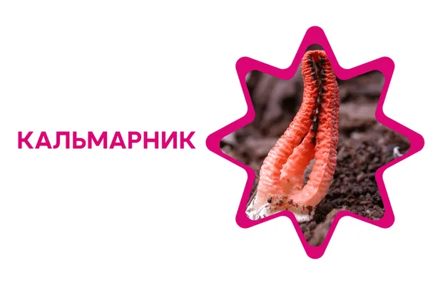 Еротичний мацутаке, казанок відьми, міцна веселка: 7 дивовижних фактів про гриби України (фото)