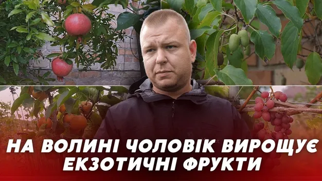 Це нонсенс: біля Луцька чоловік вирощує екзотичні фрукти (відео)