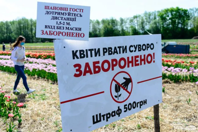 Яскраві тюльпани і люди в масках: як цьогоріч приймає гостей «Волинська Голландія» (фото)