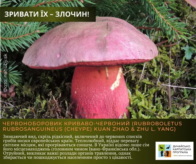 Не тільки отруйні: які гриби не можна збирати в Україні (фото)