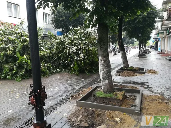 Під час зливи у центрі Луцька завалилося дерево (фото)